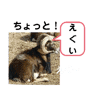 たけしのスタンプ その32（個別スタンプ：1）