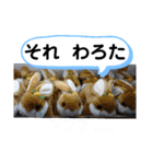 たけしのスタンプ その32（個別スタンプ：10）