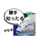 たけしのスタンプ その32（個別スタンプ：16）