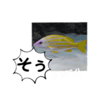 たけしのスタンプ その32（個別スタンプ：22）