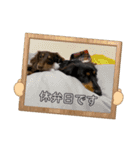 chacomaro（個別スタンプ：16）
