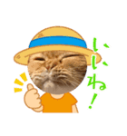 まいにちねこのひ（個別スタンプ：1）