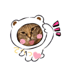 まいにちねこのひ（個別スタンプ：3）