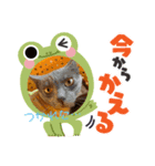 まいにちねこのひ（個別スタンプ：4）