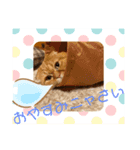 まいにちねこのひ（個別スタンプ：5）