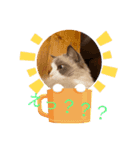 まいにちねこのひ（個別スタンプ：6）
