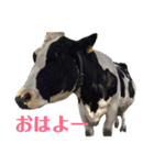 動物たちの日常ʕ•ᴥ•ʔ（個別スタンプ：1）