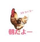 動物たちの日常ʕ•ᴥ•ʔ（個別スタンプ：2）