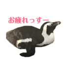 動物たちの日常ʕ•ᴥ•ʔ（個別スタンプ：5）