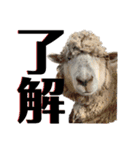 動物たちの日常ʕ•ᴥ•ʔ（個別スタンプ：7）