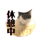 動物たちの日常ʕ•ᴥ•ʔ（個別スタンプ：8）
