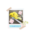 セキセイインコのスタンプ その4（個別スタンプ：1）