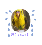 セキセイインコのスタンプ その4（個別スタンプ：3）