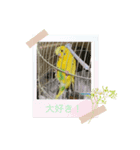 セキセイインコのスタンプ その4（個別スタンプ：4）