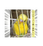 セキセイインコのスタンプ その4（個別スタンプ：7）