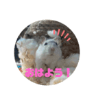 ハムスターふくまる（個別スタンプ：4）