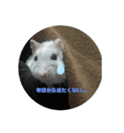 ハムスターふくまる（個別スタンプ：6）