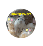 ハムスターふくまる（個別スタンプ：7）