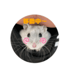 ハムスターふくまる（個別スタンプ：11）