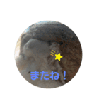 ハムスターふくまる（個別スタンプ：16）