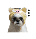 シーズー犬ぽっちゃん☆（個別スタンプ：1）