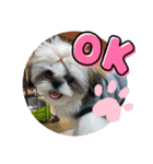 シーズー犬ぽっちゃん☆（個別スタンプ：2）