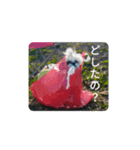 シーズー犬ぽっちゃん☆（個別スタンプ：3）