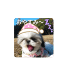 シーズー犬ぽっちゃん☆（個別スタンプ：4）