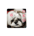 シーズー犬ぽっちゃん☆（個別スタンプ：5）