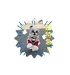 シーズー犬ぽっちゃん☆（個別スタンプ：8）