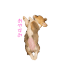 コーギー犬つくね（個別スタンプ：1）