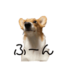 コーギー犬つくね（個別スタンプ：2）