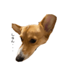 コーギー犬つくね（個別スタンプ：3）