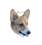 コーギー犬つくね（個別スタンプ：4）