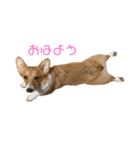 コーギー犬つくね（個別スタンプ：5）