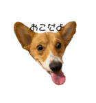 コーギー犬つくね（個別スタンプ：6）