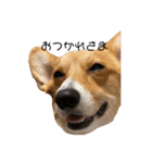 コーギー犬つくね（個別スタンプ：7）