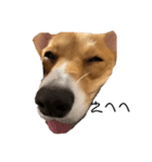 コーギー犬つくね（個別スタンプ：8）