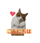 池田家の猫たち3（個別スタンプ：5）