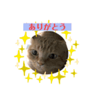 池田家の猫たち3（個別スタンプ：9）