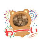 池田家の猫たち3（個別スタンプ：11）
