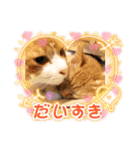 池田家の猫たち3（個別スタンプ：12）