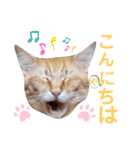 5匹の北九州猫（敬語編）（個別スタンプ：1）