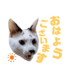 5匹の北九州猫（敬語編）（個別スタンプ：2）