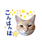 5匹の北九州猫（敬語編）（個別スタンプ：3）