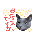 5匹の北九州猫（敬語編）（個別スタンプ：6）