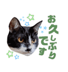 5匹の北九州猫（敬語編）（個別スタンプ：7）