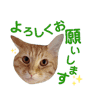 5匹の北九州猫（敬語編）（個別スタンプ：8）
