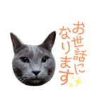 5匹の北九州猫（敬語編）（個別スタンプ：9）