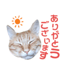 5匹の北九州猫（敬語編）（個別スタンプ：10）